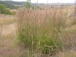 Image result for Andropogon schirensis