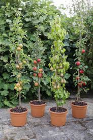 Buy backyard fruit trees that flower and fruit in. Growing Fruit Trees In Containers