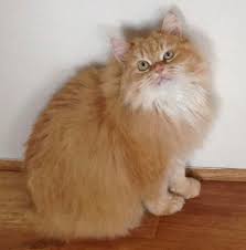 Cymric Cat Is A Breed Of Domestic Cat Some Cat Registries Consider The Cymric Cat Simply A Semi Long Hair Long Hair Cat Breeds Pretty Cats Long Haired Kittens