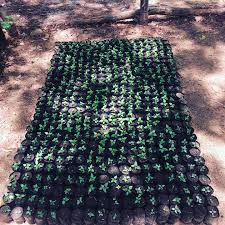 Image result for Ficus ottoniifolia