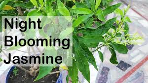 Pale or dark grey in color, sometimes greenish, rough, and wrinkled. Night Blooming Jasmine Leaves Turning Disease And Insect Control Youtube
