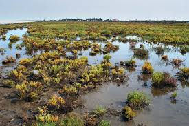 Image result for Halosarcia