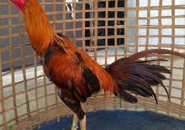Ayam adalah hewan yang berasal dari kingdom animalia dan berada pada kelas aves. Bongkar Habis Sejarah Dan Sosok Aduan Ras Ayam Pama