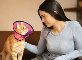Get answers to all your pet insurance questions and get a pet insurance pet health insurance: Petco Pet Insurance Plans For Dogs Cats Petco