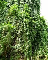 Image result for Cissus humbertii
