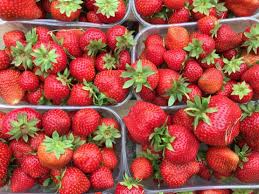 Erdbeeren selber pflücken in hamburg auf dem erdbeerhof glantz. Hier Kann Man Erdbeeren Selbst Pflucken Hannover De