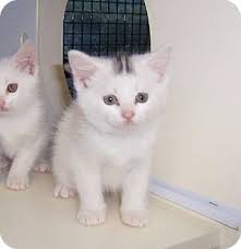 In fact together with petco and our more than 4000 community partners we help find homes for thousands of dogs cats rabbits and other. Petco Cat Rescue Online Shopping