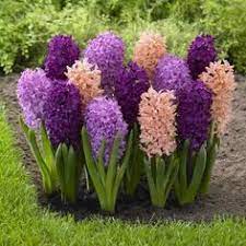 We ship to the us & canada from our test gardens in nw customerservice@vanengelen.com. 24 Big Blooms Ideas Longfield Gardens Bloom Big Blooms