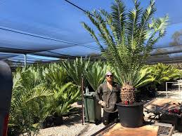 Image result for Encephalartos gratus