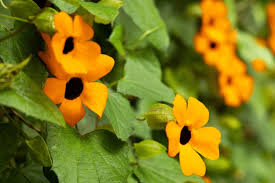 Image result for Thunbergia alata