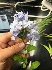 Check spelling or type a new query. Plumbago Auriculata Wikiwand