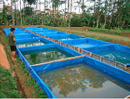 Budidaya Ikan Hemat Air Sulteng Sebar 107 Kolam Terpal Ikan Lele Bibitikan Net