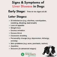 Symptoms of liver cancer in dogs (picture credit: Liver Disease In Dogs Causes Symptoms Treatment