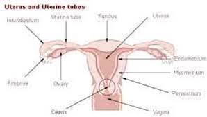 Pelvic pain or bone pain; Introductory Chapter Cervical Cancer Screening Treatment And Prevention Intechopen
