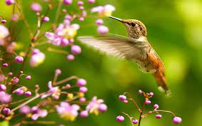 Maybe you would like to learn more about one of these? Hd Wallpaper Beautiful Bird Colibri Bird Animals Birds Hd Art Flowers Wallpaper Flare
