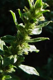 Image result for Amaranthus thunbergii