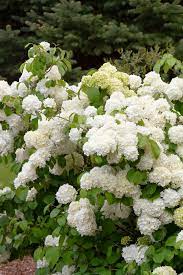 Popcorn Viburnum Viburnum Hydrangea Landscaping Viburnum Shrub