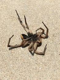 Pest control service in wichita ks. Patton Termite Pest Control Pattontermiteandpestcontrol Profile Pinterest