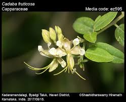 Image result for Cadaba