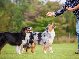 Le berger australien est un chien de berger particulièrement apprécié pour sa robe unique et son alors si vous souhaitez adopter un berger australien, sachez que son éducation commence dès ses. L Education D Un Berger Australien Blog Croquetteland