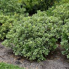 Image result for Pittosporum tobira
