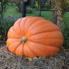 Image result for giant pumpkin