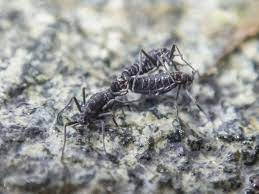 These insects have some seriously amazing adaptations. How Antarctica S Only Native Insect Survives The Freezing Temperatures Smart News Smithsonian Magazine