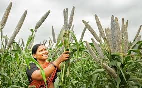 Since 1921, millet has been assisting those who write mountaineering history: Spotlight On Pearl Millet Biofortification And Drought Tolerance Cgiar