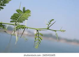 Image result for Acacia cornigera