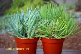 Image result for Senecio sp.no.2