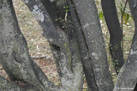 Image result for Diospyros lycioides