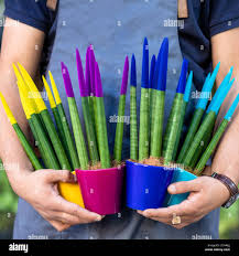 Image result for Sansevieria nilotica