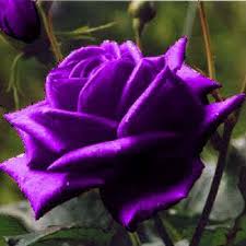 5 Purple Rose Rosa Bush Shrub Perennial Flower Seeds Comb S H Etsy Purple Roses Flowers Perennials Beautiful Rose Flowers