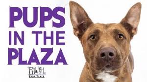 By submitting this form, you are consenting to receive marketing emails from: Pups In The Plaza