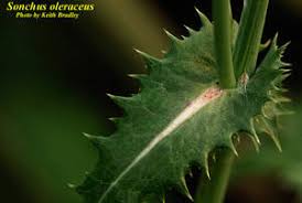 Image result for Sonchus oleraceus