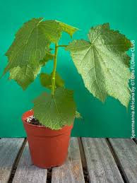 Image result for Sparrmannia