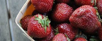 Les Fraises Quelques Conseils Pour Croquer De Beaux Fruits La Terre De Chez Nous