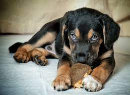 These puppies are normally born into large litter sizes (of 6 to 10 puppies). Rottweiler Lab Mix Top Facts Guide Animal Corner
