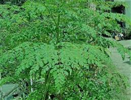 Daun kelor kering untuk diabetes. Khasiat Daun Kelor Bagi Penderita Diabetes Balipuspanews Com