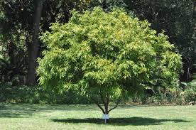 Image result for Macphersonia