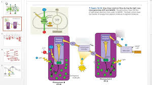 This atp, however, serves the purpose all atp does in the body: Ap Biology Chapter 8 Photosynthesis Diagram Quizlet