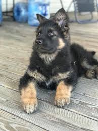 And with long, black hair? Darkstar German Shepherds Home Facebook