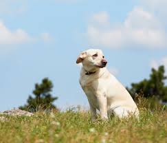 Should I Advertise My Lost Dog Or Cat On Craigslist Pethub