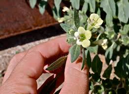 Image result for Summerhayesia