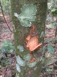 Image result for Colletoecema