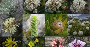 Image result for Gnidia burchellii