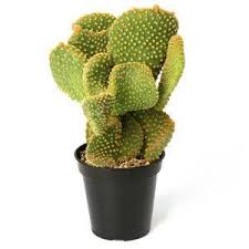 While an actively growing bunny ears cactus tolerates indoor. Pin On Home Gardening