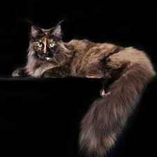 Black And Orange Tabby Kitten Pin On Maine Coon