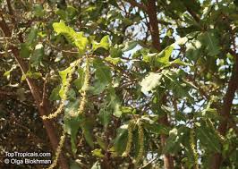 Image result for Pappea capensis