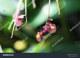 Image result for Marantochloa purpurea